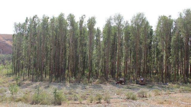 Dedeler Ekiyor Torunlar Biçiyor.
