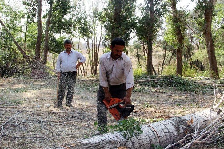 Dedeler Ekiyor Torunlar Biçiyor. G5