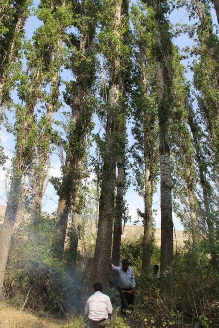 Dedeler Ekiyor Torunlar Biçiyor. G1