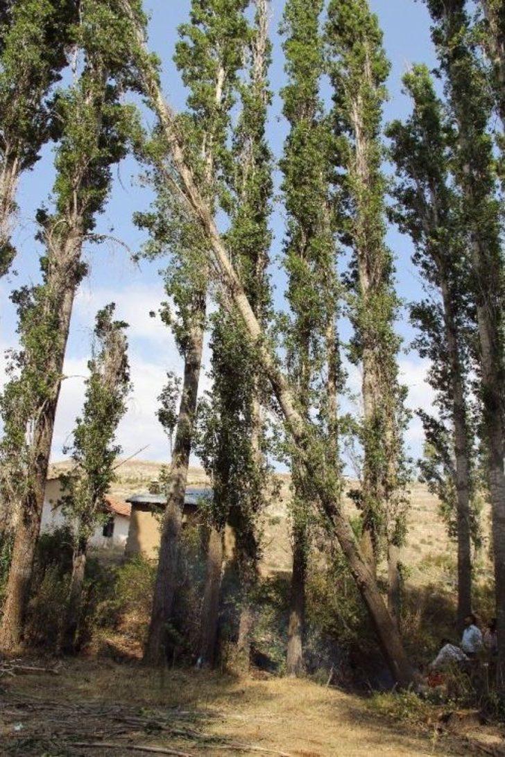 Dedeler Ekiyor Torunlar Biçiyor. G2