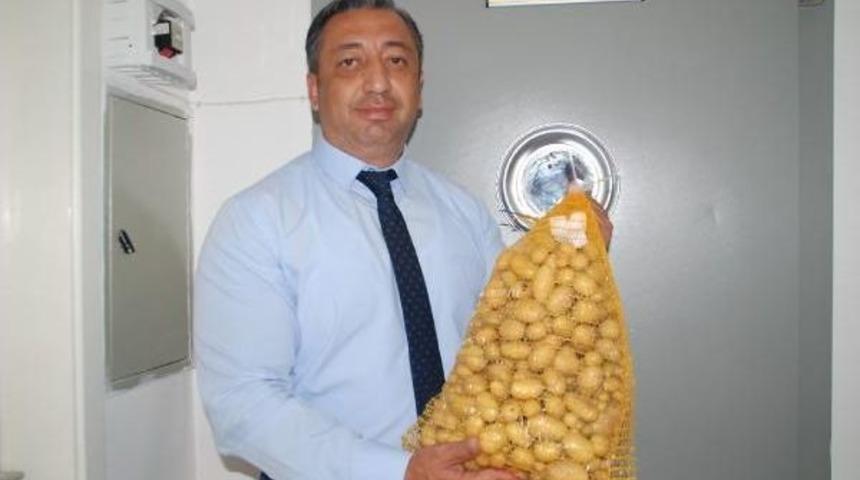 Niğde'de Elit Patates Tohumluğu &Uuml;retiliyor