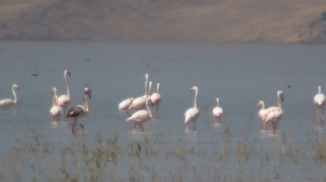 Flamingoların G&ouml;rsel Ş&ouml;leni
