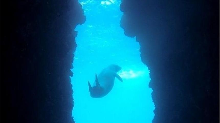 Kuşadası&rsquo;nda Akdeniz Foku G&ouml;r&uuml;nt&uuml;lendi