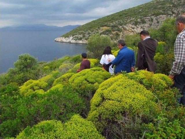 Kuşadası’nda Akdeniz Foku Görüntülendi