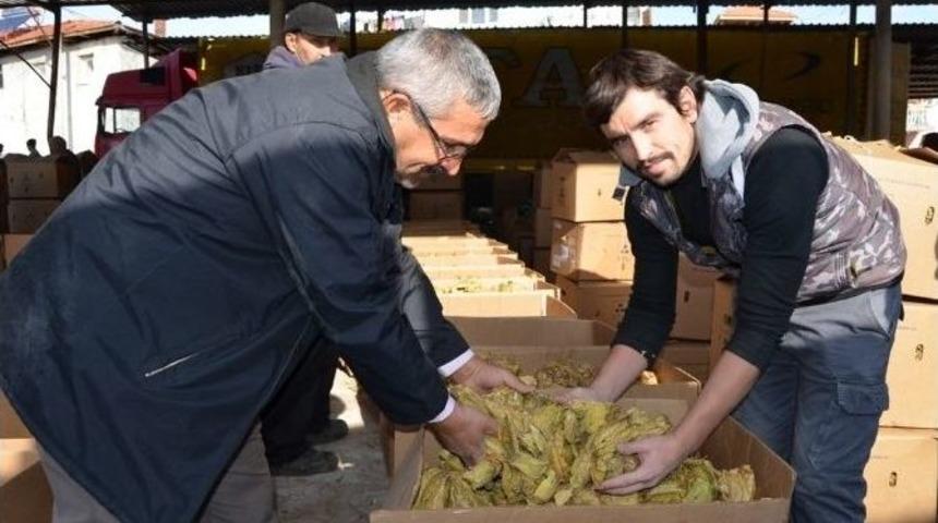 Sarıg&ouml;l&rsquo;de &Uuml;reticinin Y&uuml;z&uuml; &rsquo;t&uuml;t&uuml;nle&rsquo; G&uuml;ld&uuml;