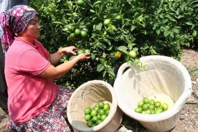 Limon Altın Yılını Yaşayacak