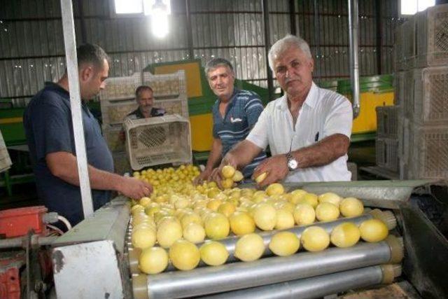 Limon Altın Yılını Yaşayacak