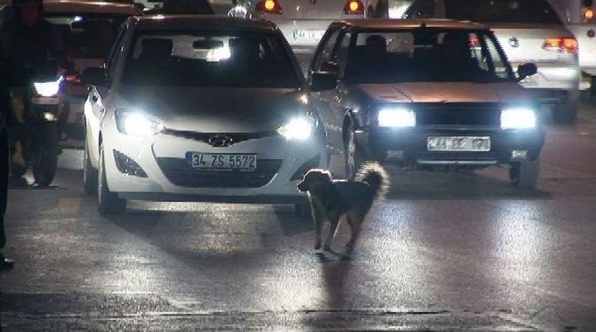 Karayoluna &Ccedil;ıkan K&ouml;pek Trafiği Birbirine Kattı