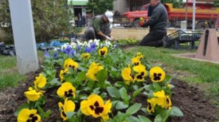 Hayrabolu Belediyesi 30 Bin Hercai Menekşesi Dikecek