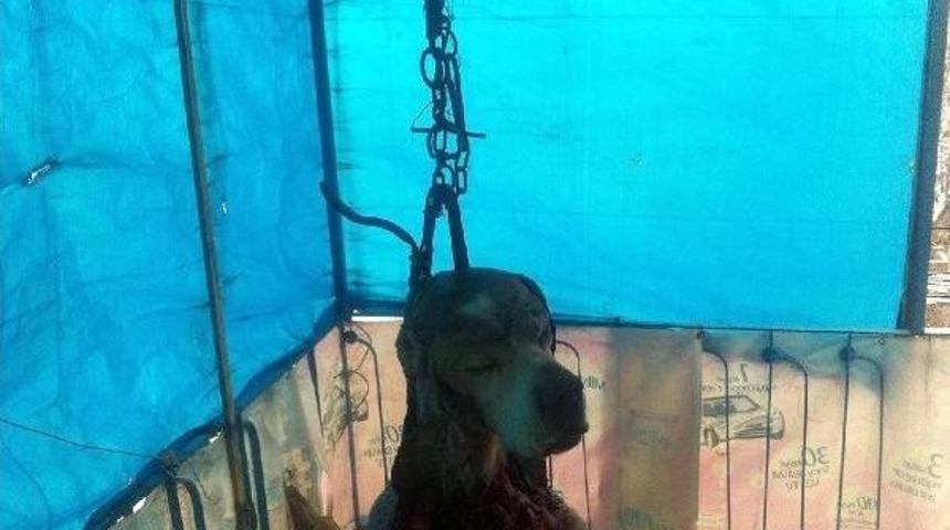 K&ouml;peğin Derisini Y&uuml;z&uuml;p, Sahibinin Evinin &Ouml;n&uuml;ne Astılar