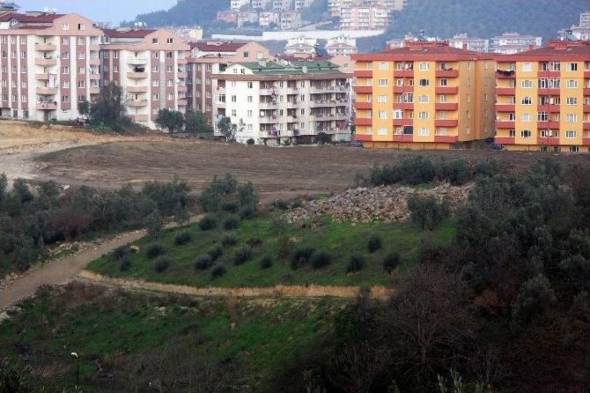 Bursa&rsquo;da Son 6 Altı Ayda Binlerce Zeytin Ağacı Kesildi