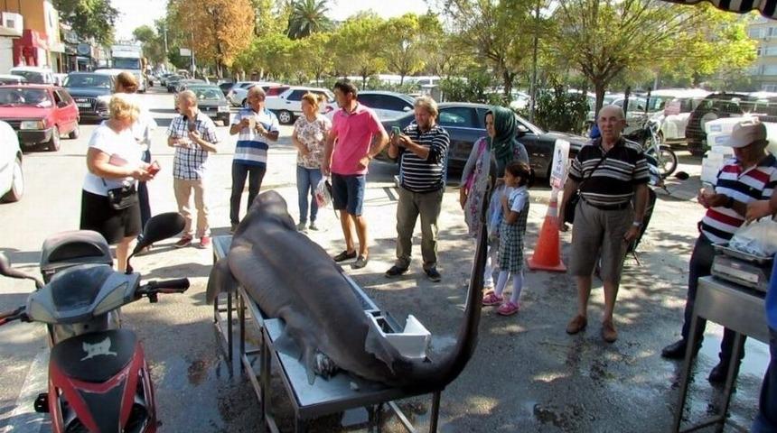 Alzheimer Hastalarına K&ouml;pek Balığı Umut Oldu