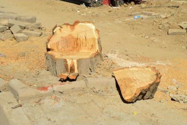 Keşan da Yol Genişletme &Ccedil;alışmasında Ağa&ccedil; Kesilmesine Tepki 3