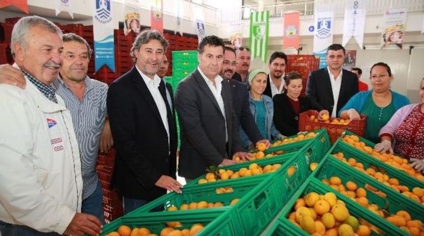 Bodrum Mandalinasının İlk Sevkiyatı Yapıldı