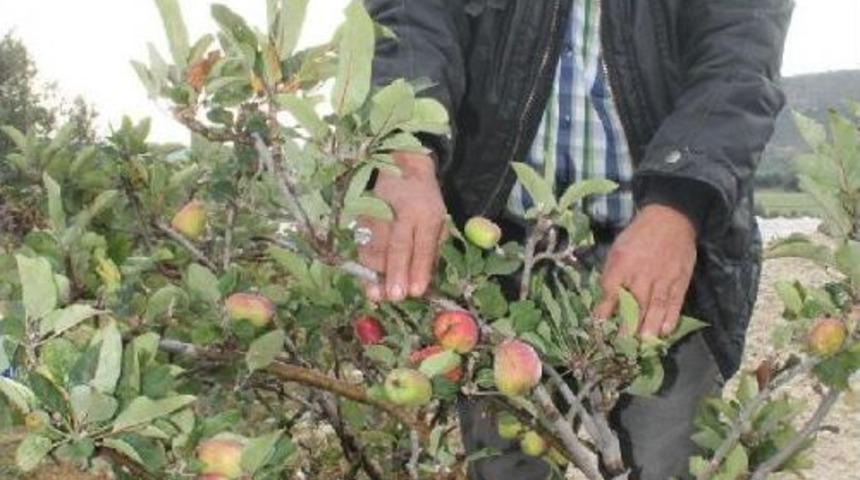 Silifke'de Kış Ortasında Yaz Elması Hasadı Yapıldı