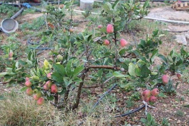 Silifke'de Kış Ortasında Yaz Elması Hasadı Yapıldı