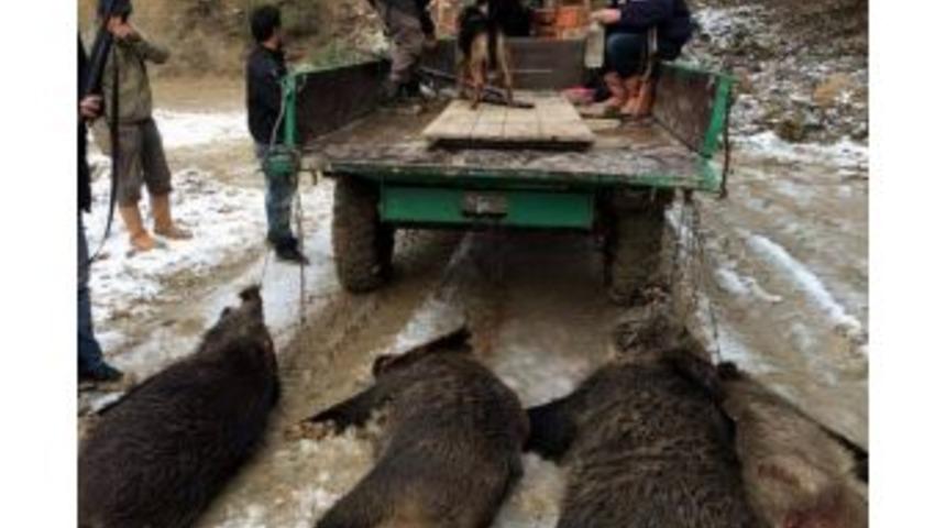 Köylüler Domuzlara Karşı Önlemi Kendileri Aldı