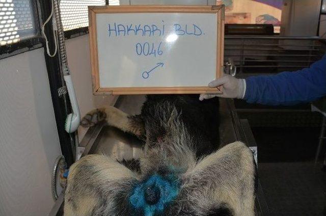 Hakkari’de Sokak Köpekleri Kısırlaştırılıyor