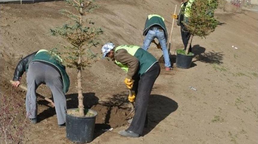 Kırmacı Semtine Kasım Ağacı