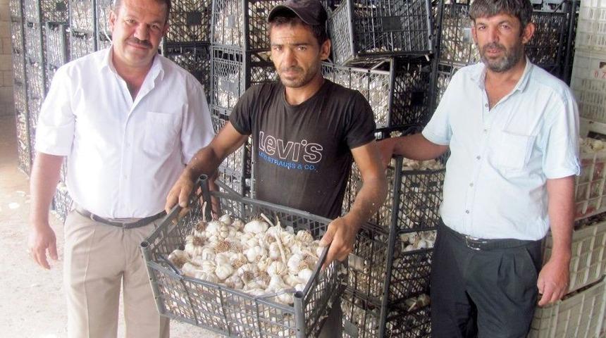 Dibe Vuran Sarımsak Fiyatı &Uuml;reticiyi Zora Soktu