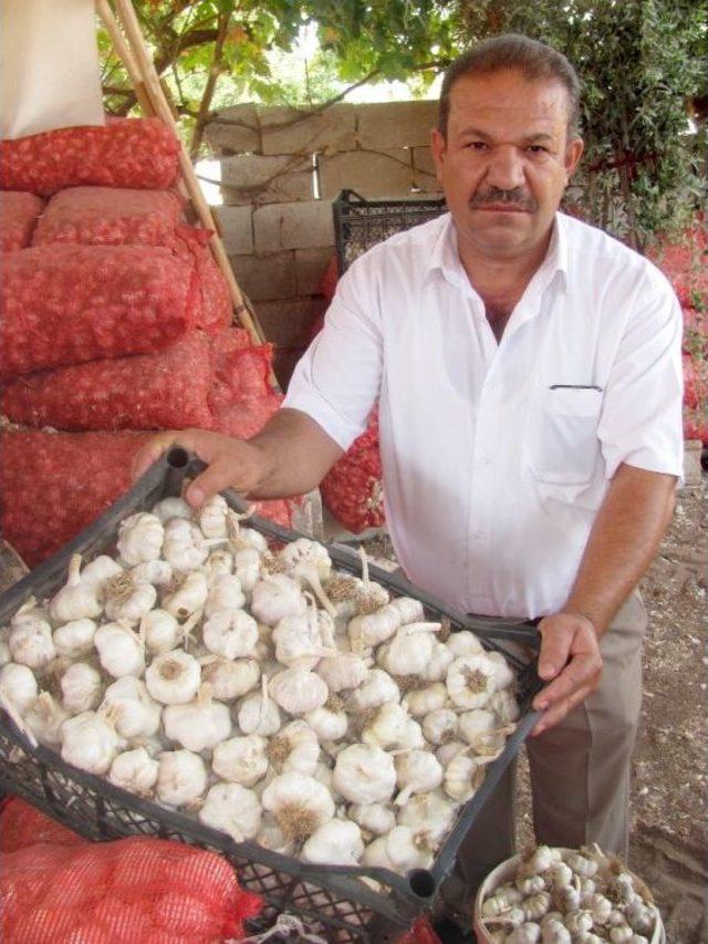 Dibe Vuran Sarımsak Fiyatı Üreticiyi Zora Soktu