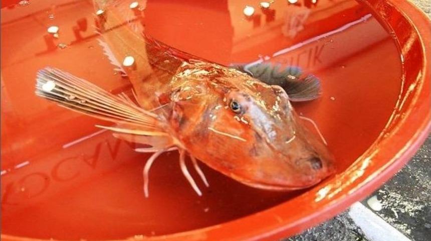 Kırmızı Kırlangı&ccedil; Oltaya Geldi