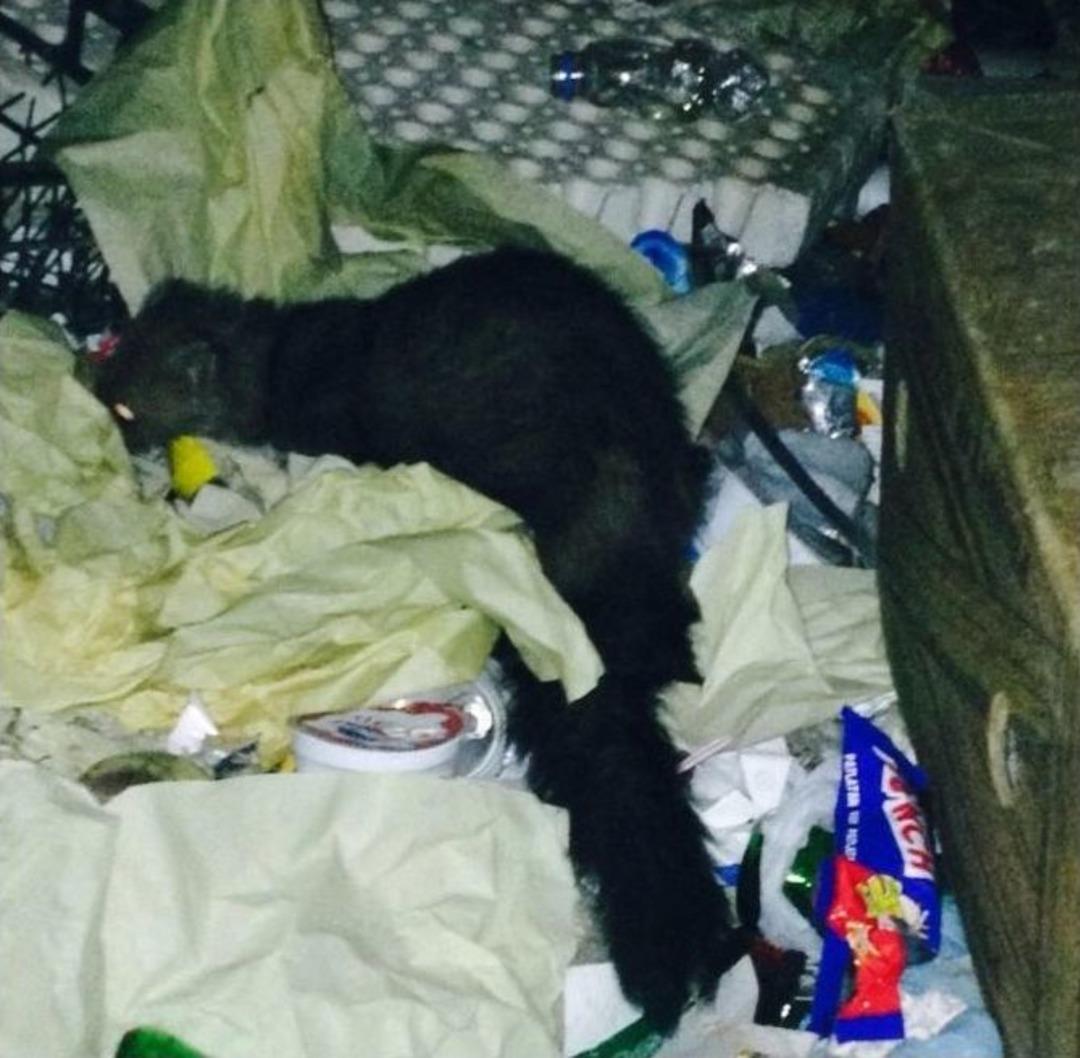 Şehir İ&ccedil;inde Dolaşan Sansar Vatandaşlara Kısa S&uuml;reli Panik Yaşattı