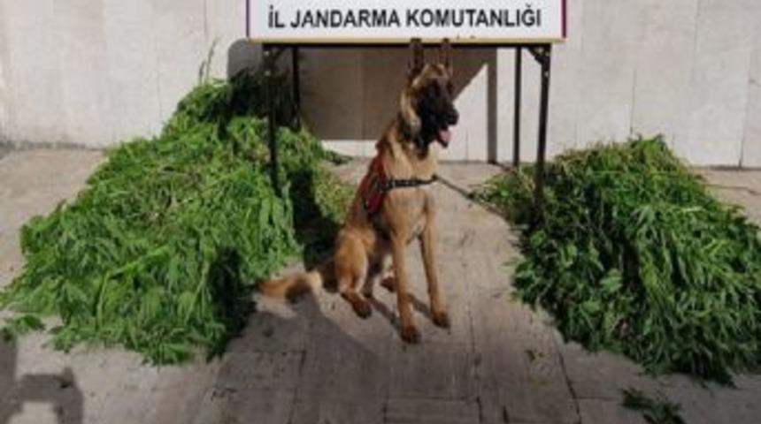 Sivas&rsquo;ta Uyuşturucu Operasyonu