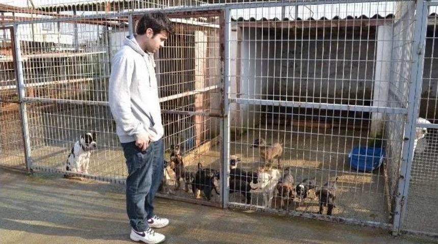 Keşan Hayvan Barınağı&rsquo;nda, 2014&rsquo;te 260 Hayvan Kısırlaştırıldı