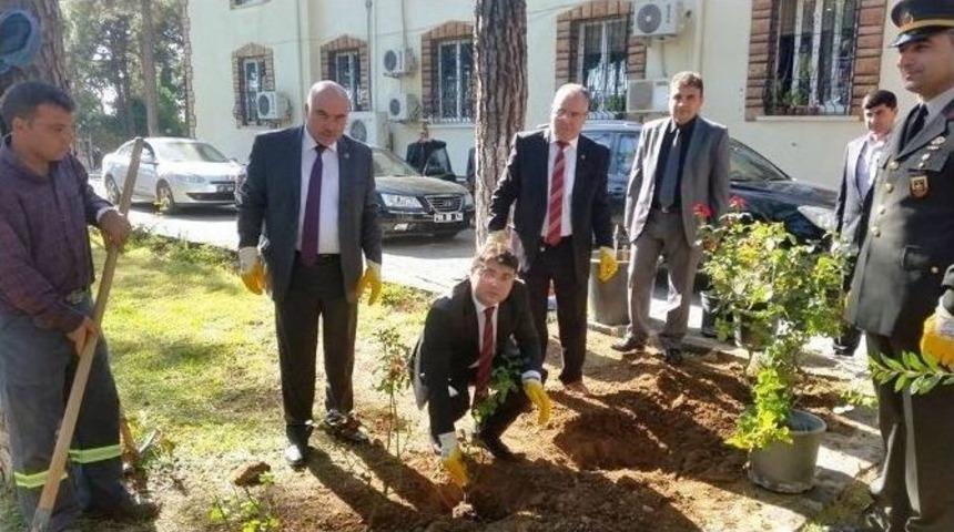 &Ccedil;am Kokulu Karaisalı Artık G&uuml;l Kokacak