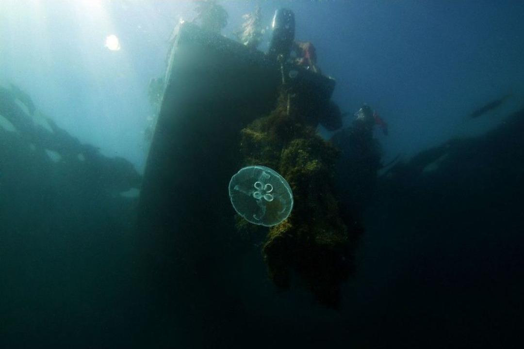 Marmara Denizi&rsquo;ndeki Mercanlar B&ouml;yle Kurtarıldı