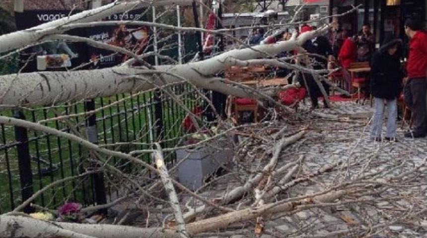 Etkili Olan R&uuml;zgar Kuğulu Park'taki Ağacı Devirdi