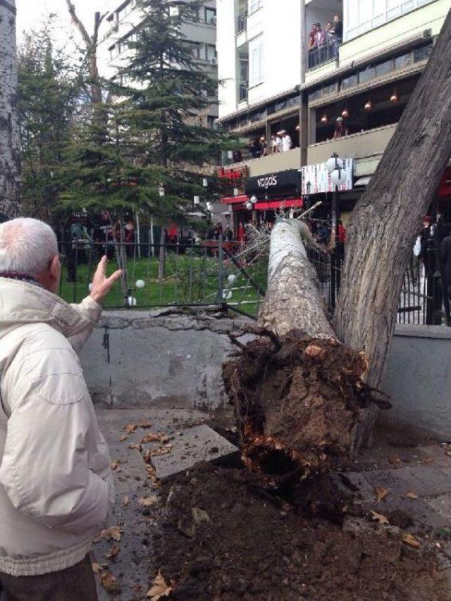 Etkili Olan Rüzgar Kuğulu Park'taki Ağacı Devirdi