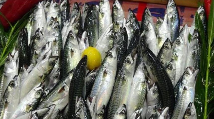 Uskumrunun G&ouml;&ccedil; Yolu G&ouml;zleniyor