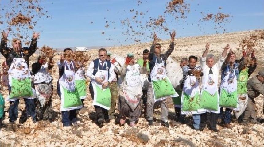 Mersin&rsquo;de İlk Sedir Tohumları Toprakla Buluştu