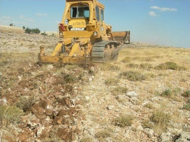 Mersin’de İlk Sedir Tohumları Toprakla Buluştu