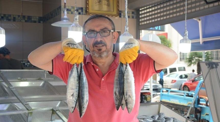 Palamutta Hayal Kırıklığı, Umut Hamside