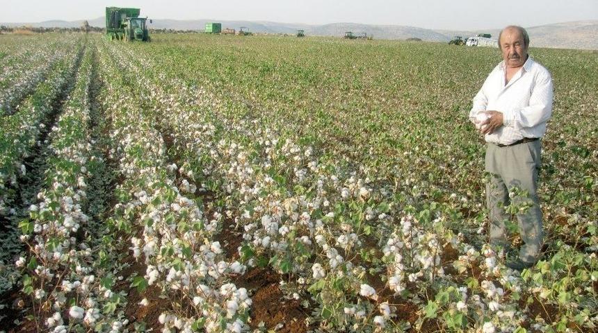 Araban Ovası&rsquo;nda &lsquo;beyaz Altın&rsquo; Hasadına Başlandı