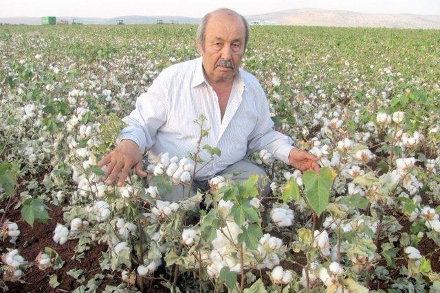 Araban Ovası&rsquo;nda &lsquo;beyaz Altın&rsquo; Hasadına Başlandı 1