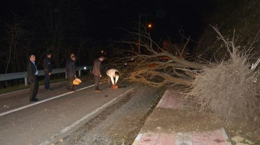 Fırtına Ağa&ccedil; Devirdi, Karayolu Kapandı