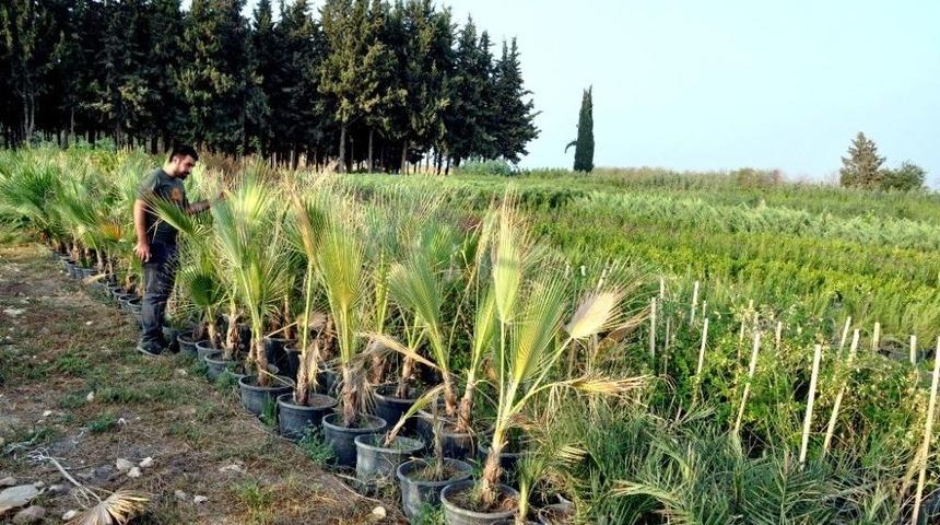 Şanlıurfa’nın Süs Bitkileri Akçakale’de Yetişiyor