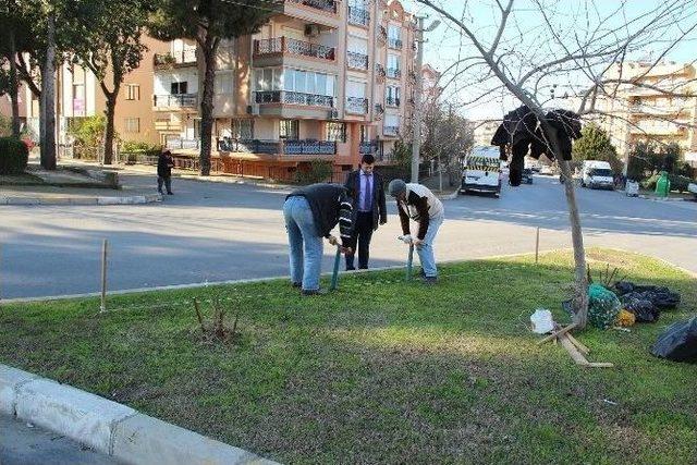 Tire’nin Sembolü Lalelerin Dikimine Başlandı