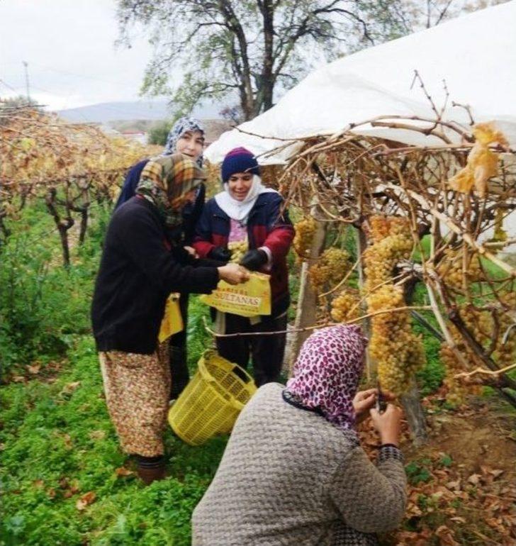 Üzüm Sezonunu Pasta Keserek Tamamladı G1