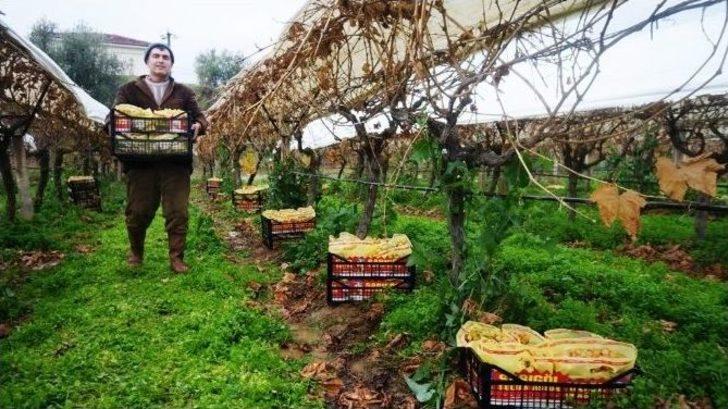 Üzüm Sezonunu Pasta Keserek Tamamladı G2