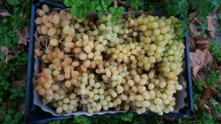 Üzüm Sezonunu Pasta Keserek Tamamladı G4