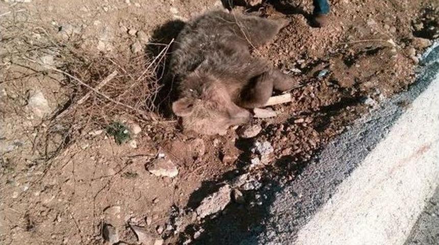 Kelkit&rsquo;te Yavru Ayıya Ara&ccedil; &Ccedil;arptı