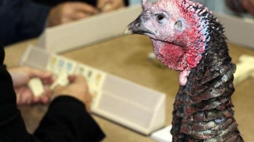 Hindi &Ouml;d&uuml;ll&uuml; Okey Turnuvası