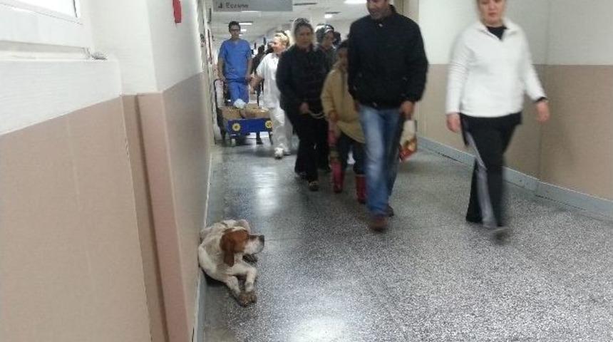 (&ouml;zel Haber) Sokak K&ouml;peğinin Barınağı &Uuml;niversite Hastanesi Koridoru