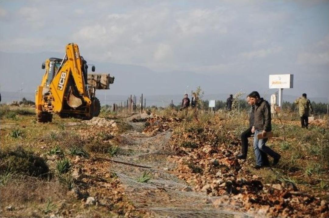 (&ouml;zel Haber) Hazine Arazisi &Uuml;zerinde Bulunan 800 Zeytin Fidanı Polis Nezaretinde Tek Tek S&ouml;k&uuml;ld&uuml;