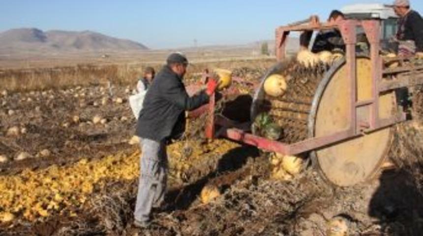 &Ccedil;erezlik Kabak Hasadı Tamamlandı